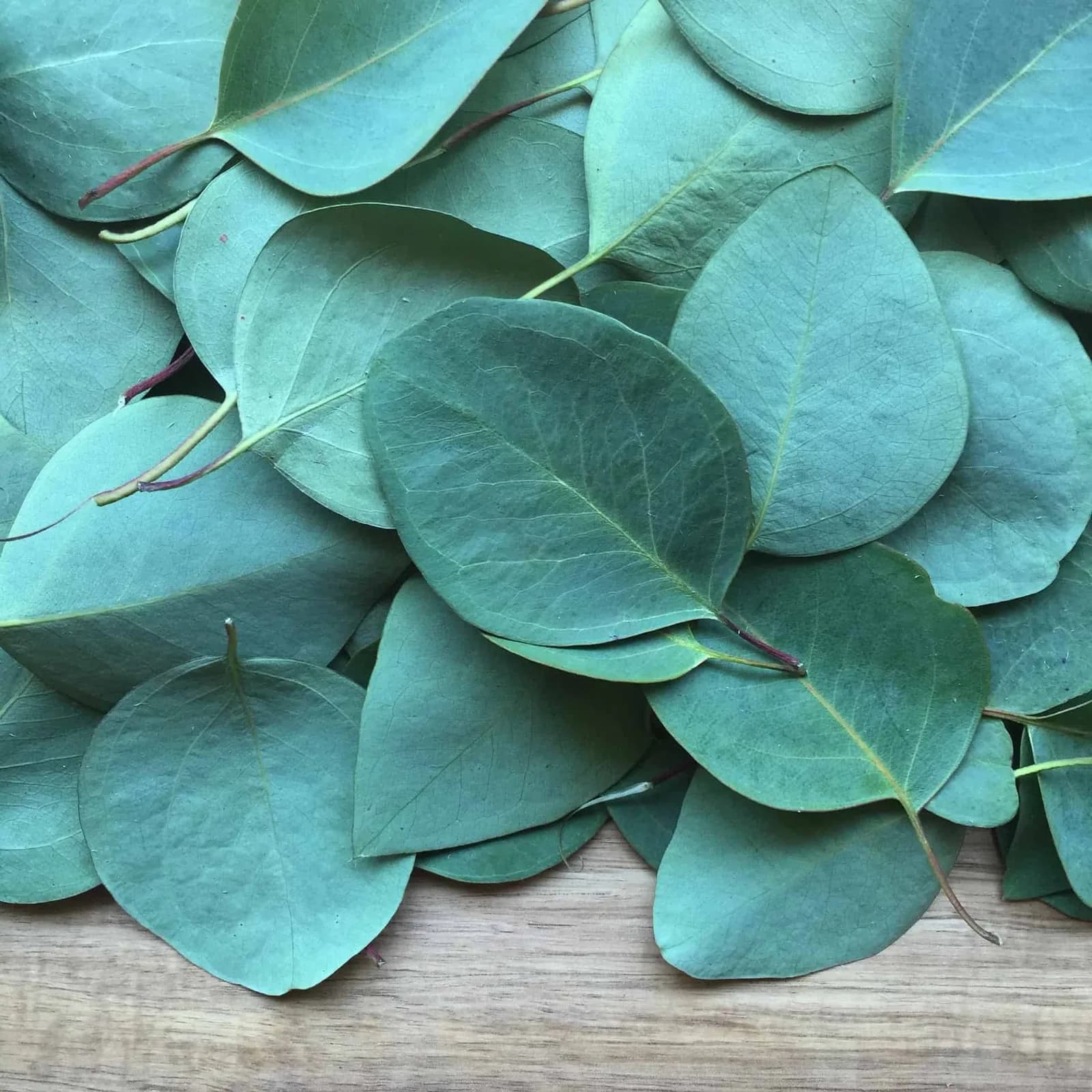 8 Health Benefits of Eucalyptus