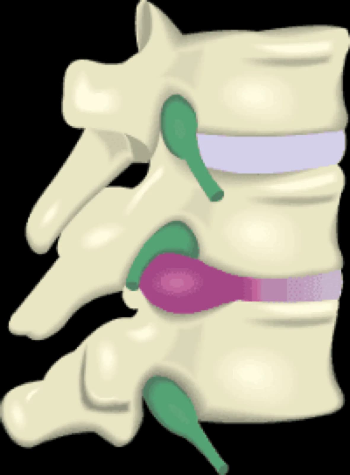 What Chiropractic Patients Need To Know About the Lumbar Spine